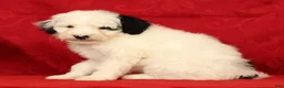 Mini Sheepadoodle dogs for sale: Finn - Ad 5