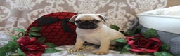 Pug dogs for sale: Casey - Ad 5