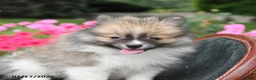 Pomeranian dogs for sale: Regina - Ad 3