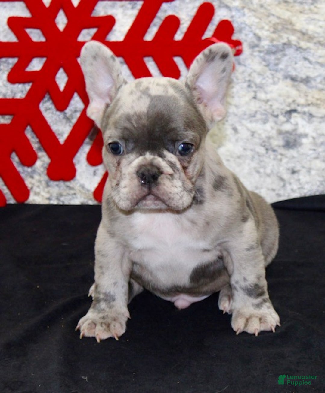 French Bulldog dogs for sale: Riley - Ad 2