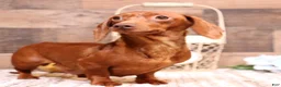 Miniature Dachshund dogs for sale: Bandit chocolate/tan longhair male - Ad 2