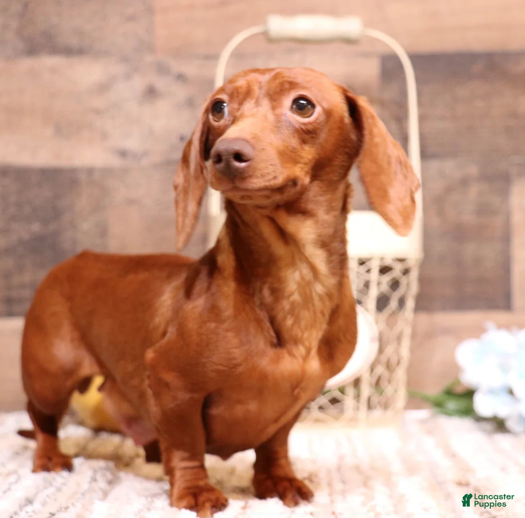 Miniature Dachshund dogs for sale: Bandit chocolate/tan longhair male - Ad 2