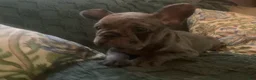 French Bulldog dogs for sale: June - Ad 2