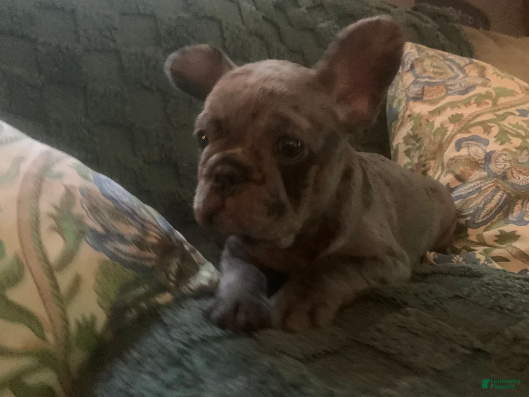 French Bulldog dogs for sale: June - Ad 2