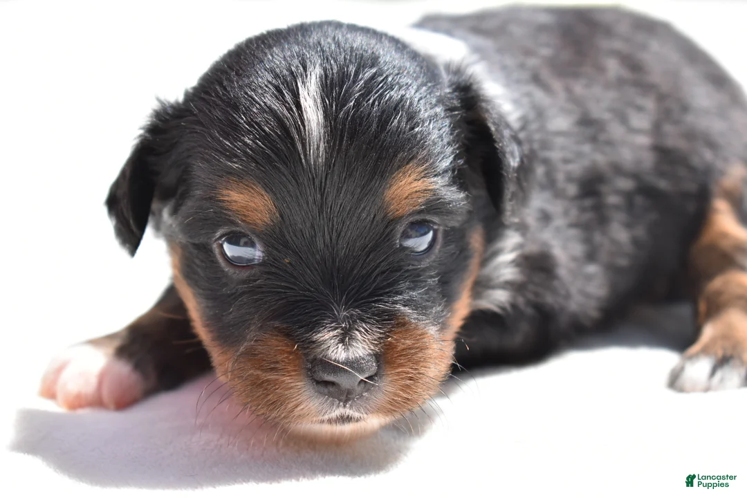 Toy Australian Shepherd dogs for sale: Toy Australian Shepherd Puppy 2 - Ad 1