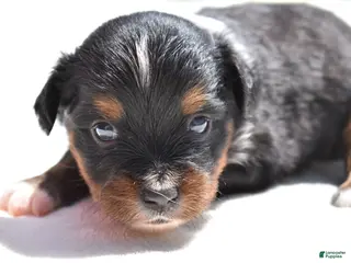 Toy Australian Shepherd dogs Toy Australian Shepherd Puppy 2 - Ad 13