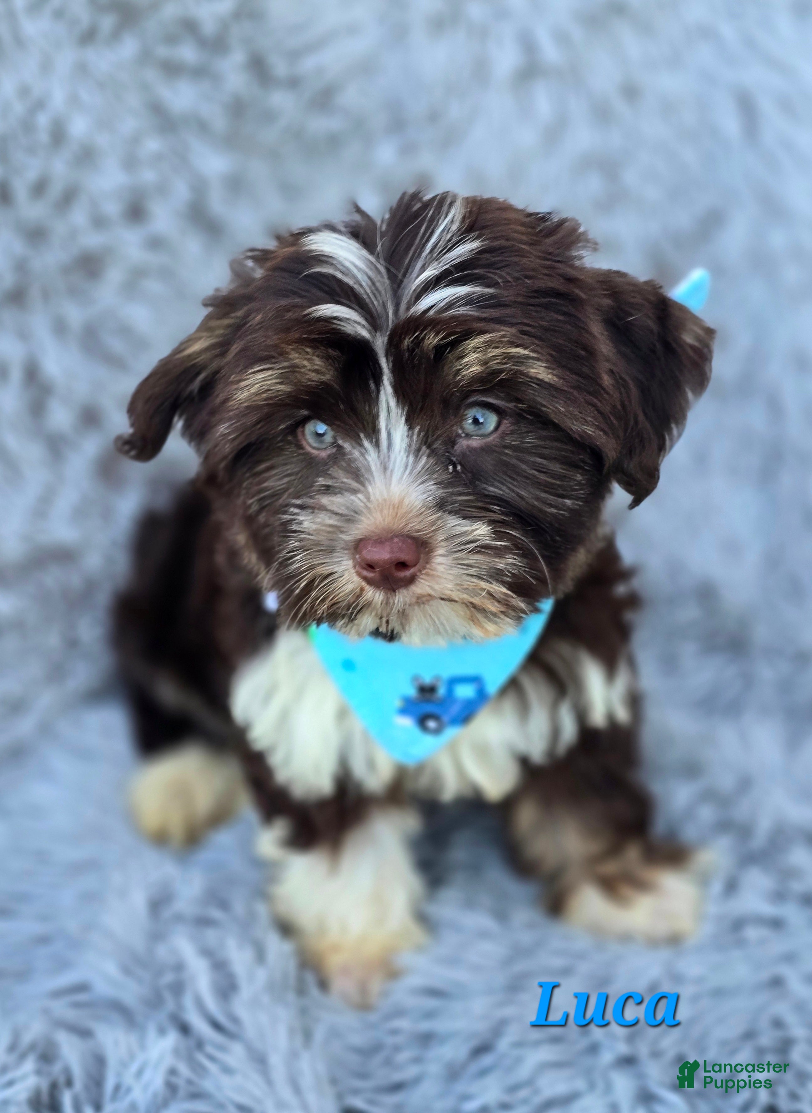 Yorkshire Terrier dogs Luca - Ad 2