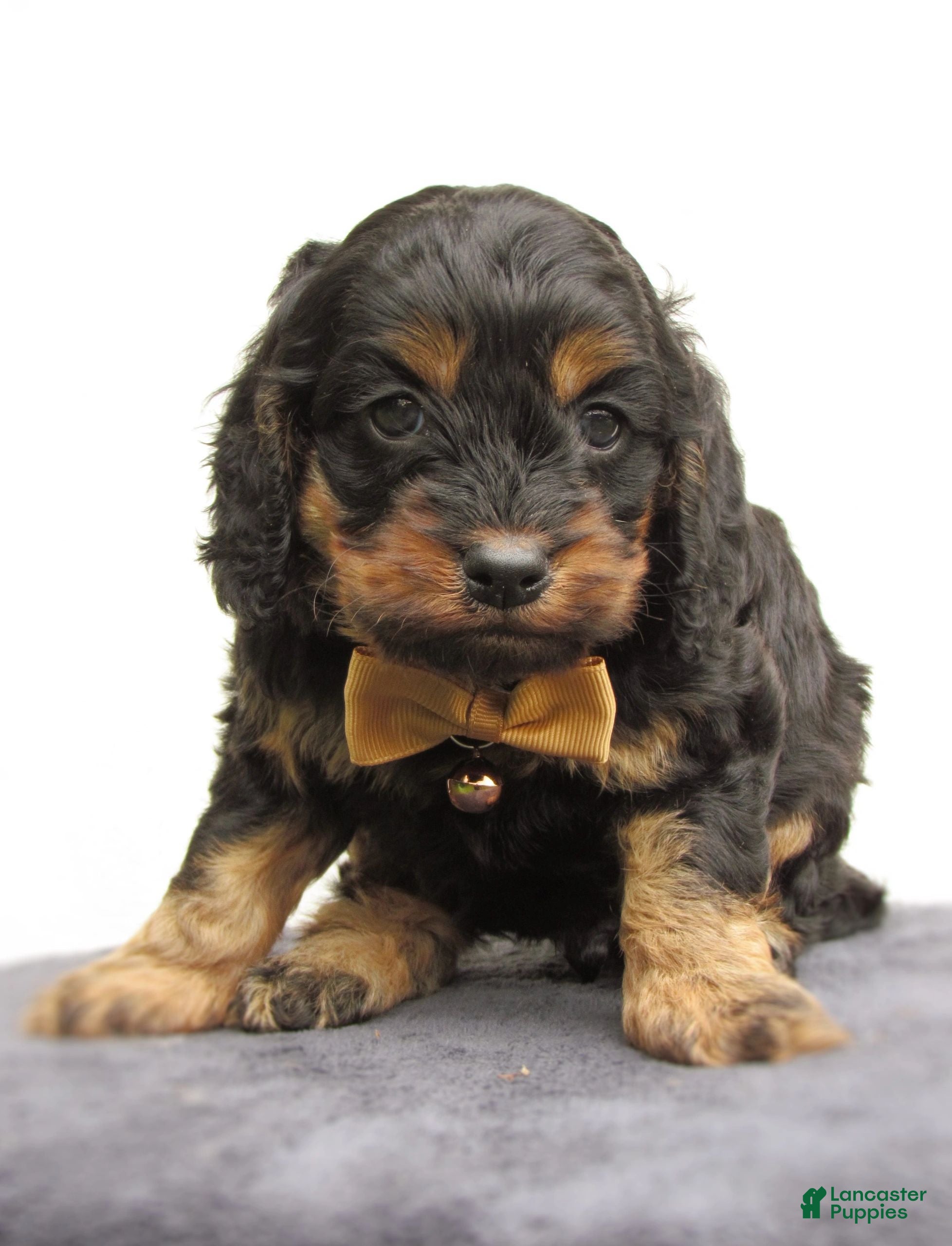 Cockapoo dogs Storm-Male - Ad 1