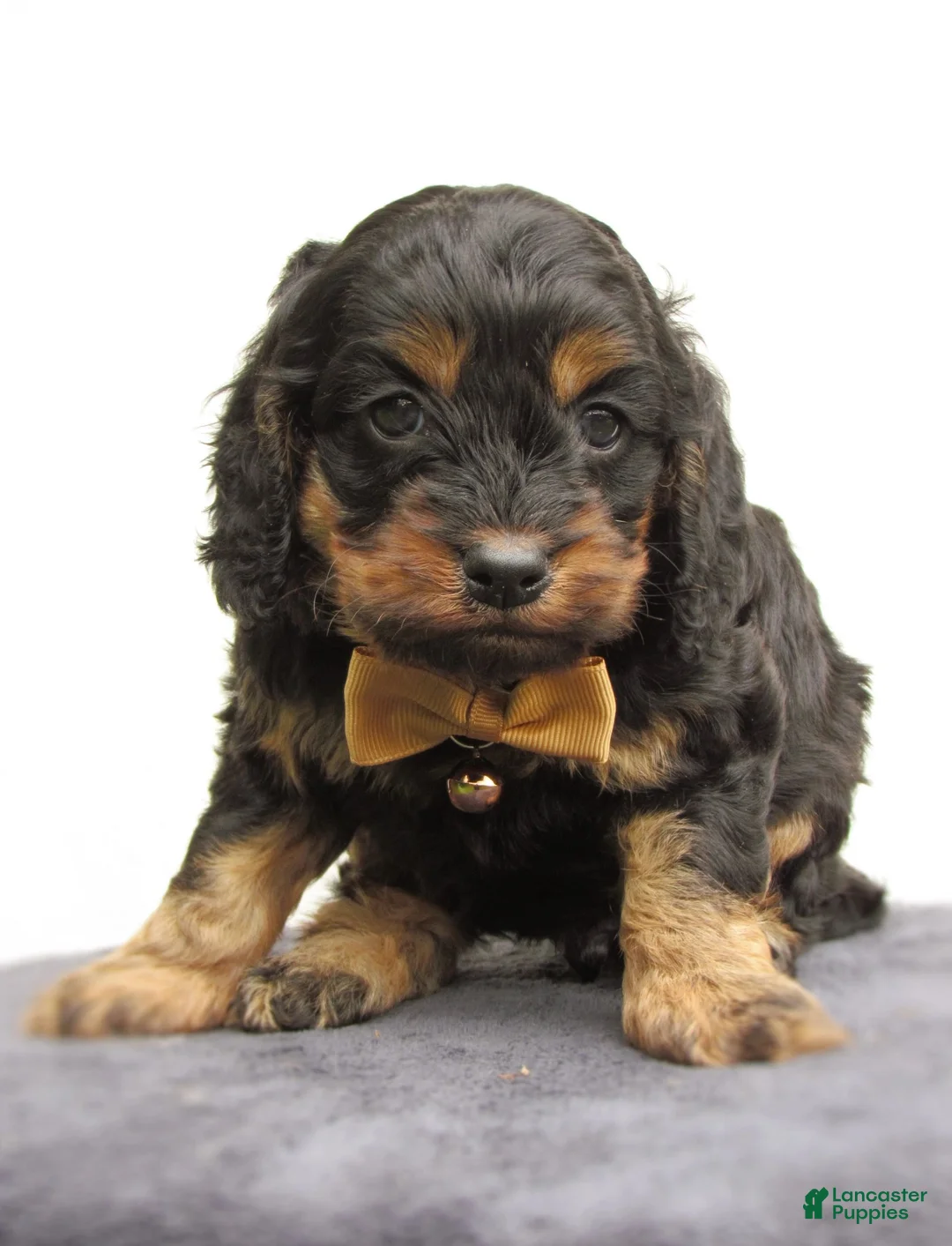 Cockapoo dogs for sale: Storm-Male - Ad 1