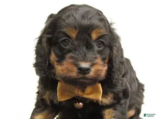 Cockapoo dogs for sale: Storm-Male - Ad 1