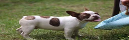 French Bulldog dogs for sale: Bentley / boy - Ad 3