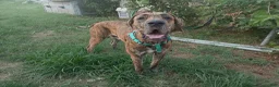 Great Dane dogs for sale: Great Dane 4 - Ad 14