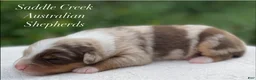 Australian Shepherd dogs for sale: Australian Shepherd 4 - Ad 3