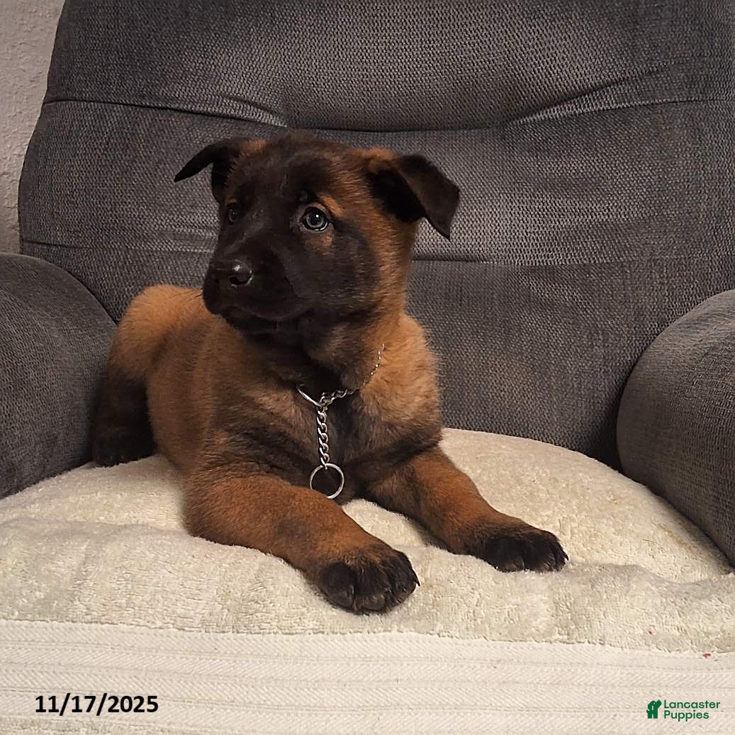 Belgian Malinois dogs Daisy - Ad 9