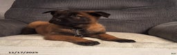 Belgian Malinois dogs for sale: Daisy - Ad 1