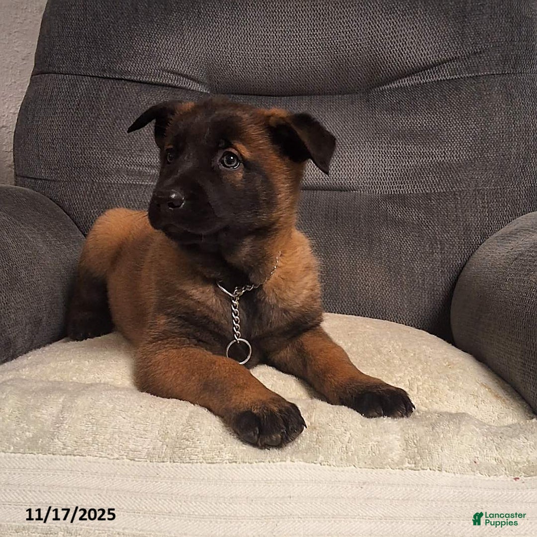 Belgian Malinois dogs for sale: Daisy - Ad 1