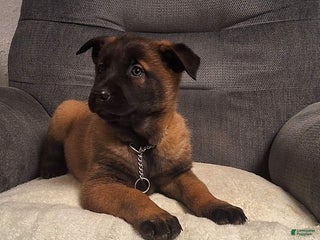 Belgian Malinois dogs Daisy - Ad 30