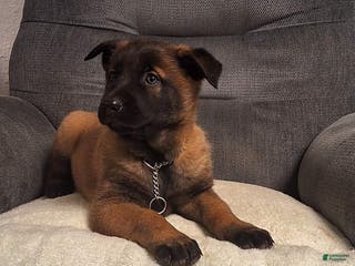 Belgian Malinois dogs Daisy - Ad 17