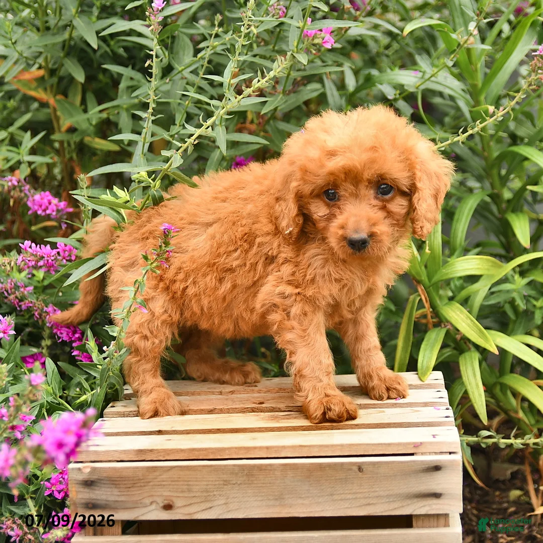Mini Goldendoodle dogs for sale: Penny - Ad 1