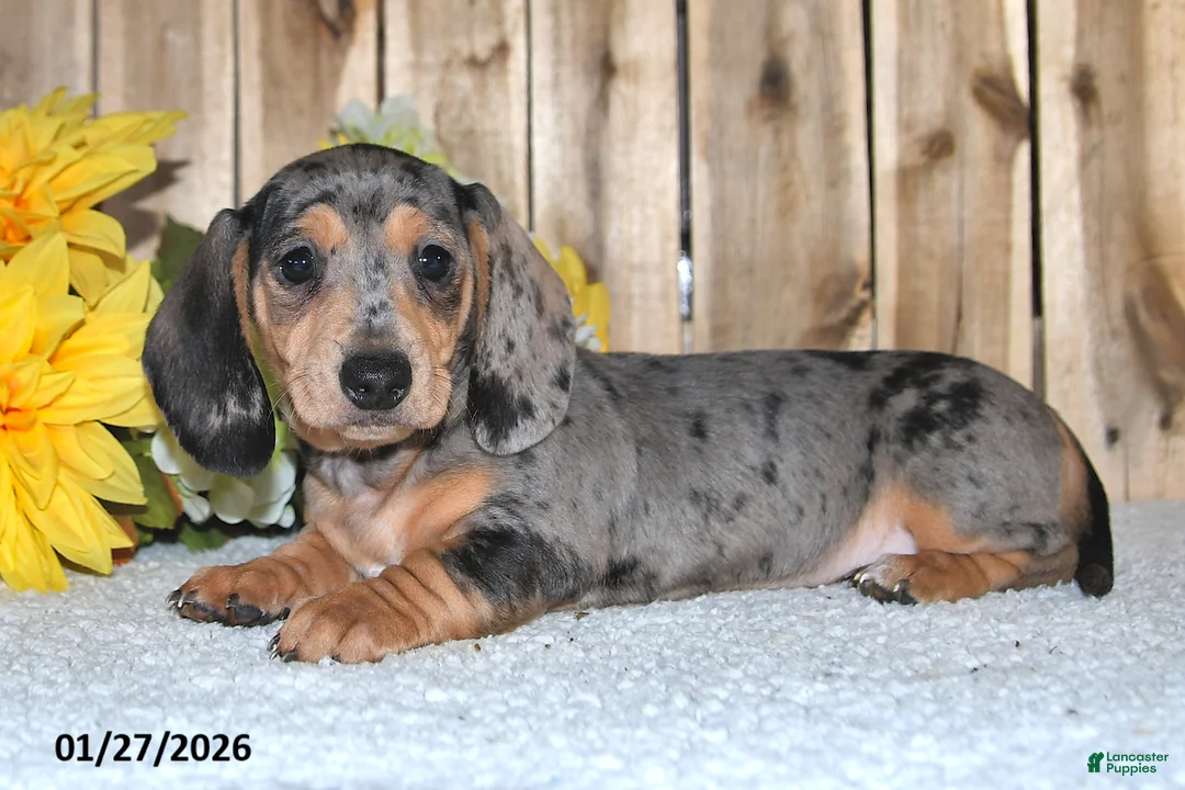 Miniature Dachshund dogs for sale: Wanda - Ad 2