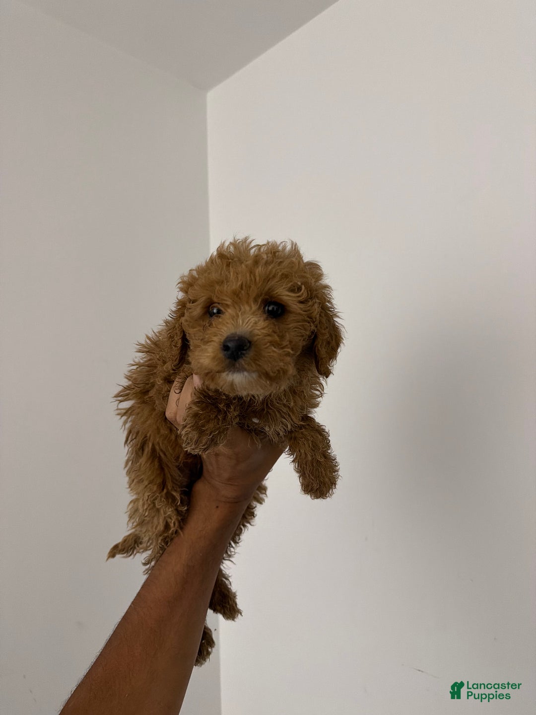 Mixed Breed dogs for sale: Mike - Ad 1