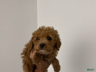 Mixed Breed dogs Mike - Ad 42