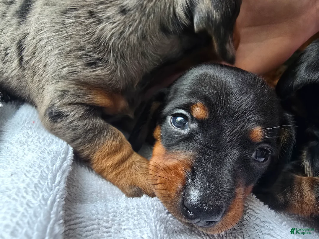 Miniature Dachshund dogs for sale: Larry - Ad 2