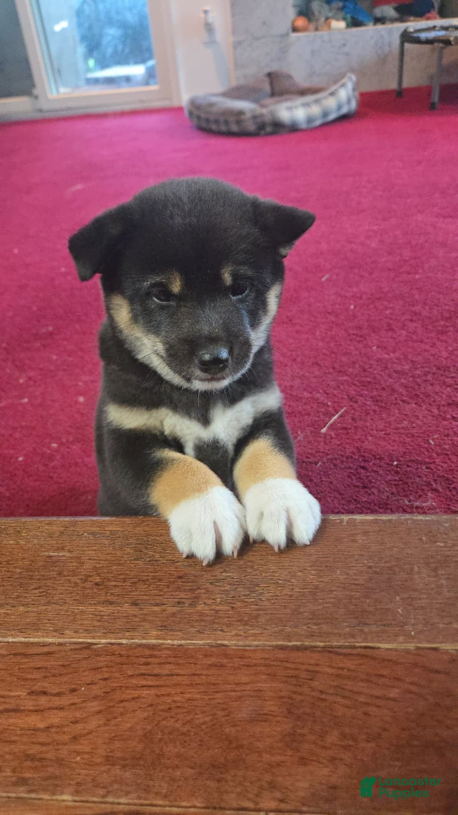 Shiba Inu dogs for sale: Tri-Color/Calico Female - Ad 30
