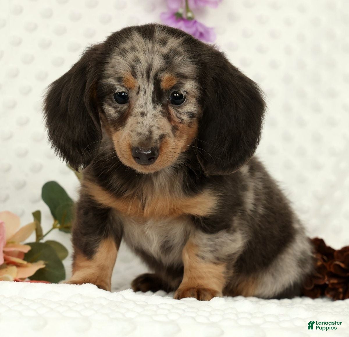 Miniature Dachshund dogs Weston - Ad 1