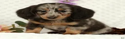 Miniature Dachshund dogs for sale: Weston - Ad 1
