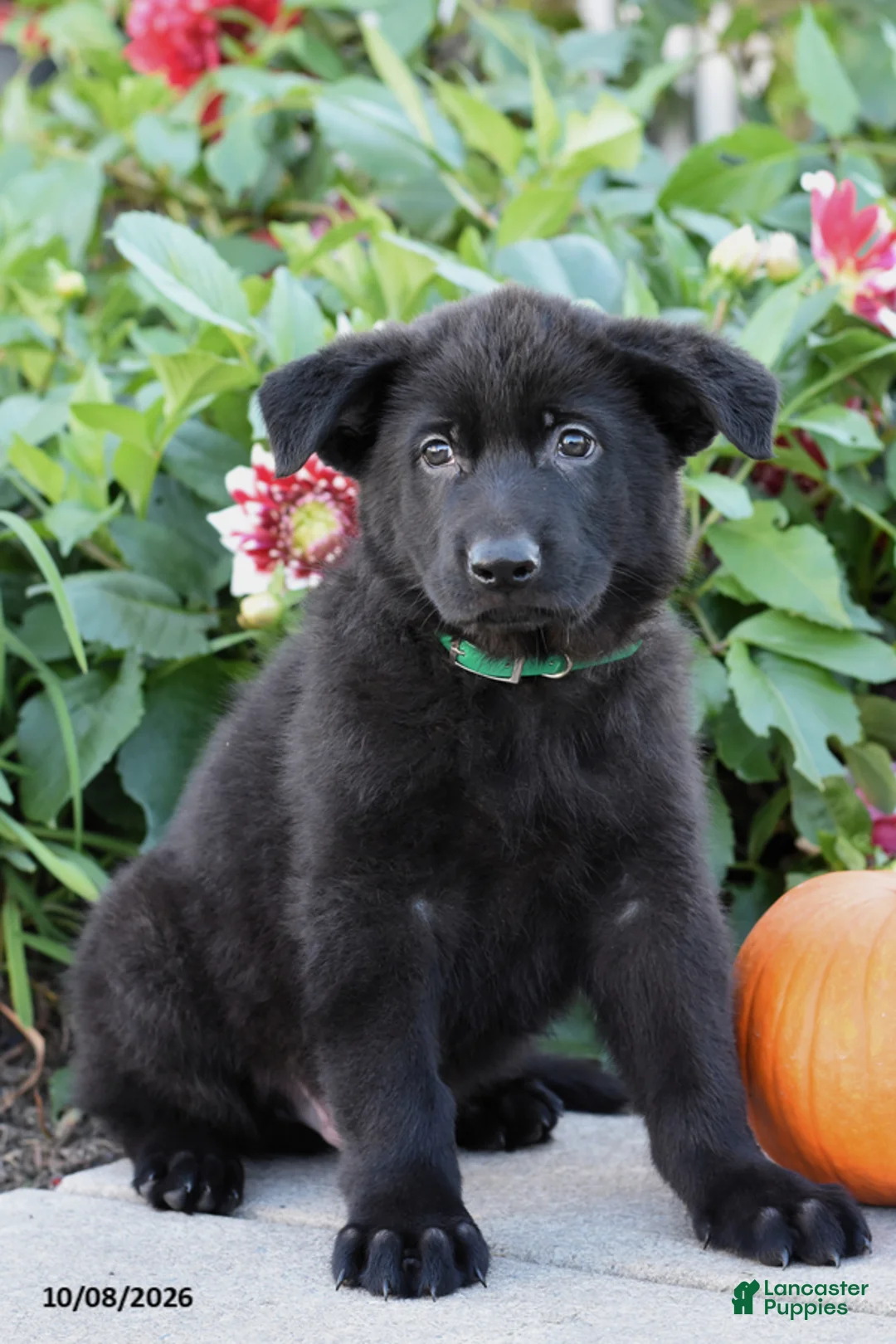 German Shepherd dogs for sale: Tony - Ad 2