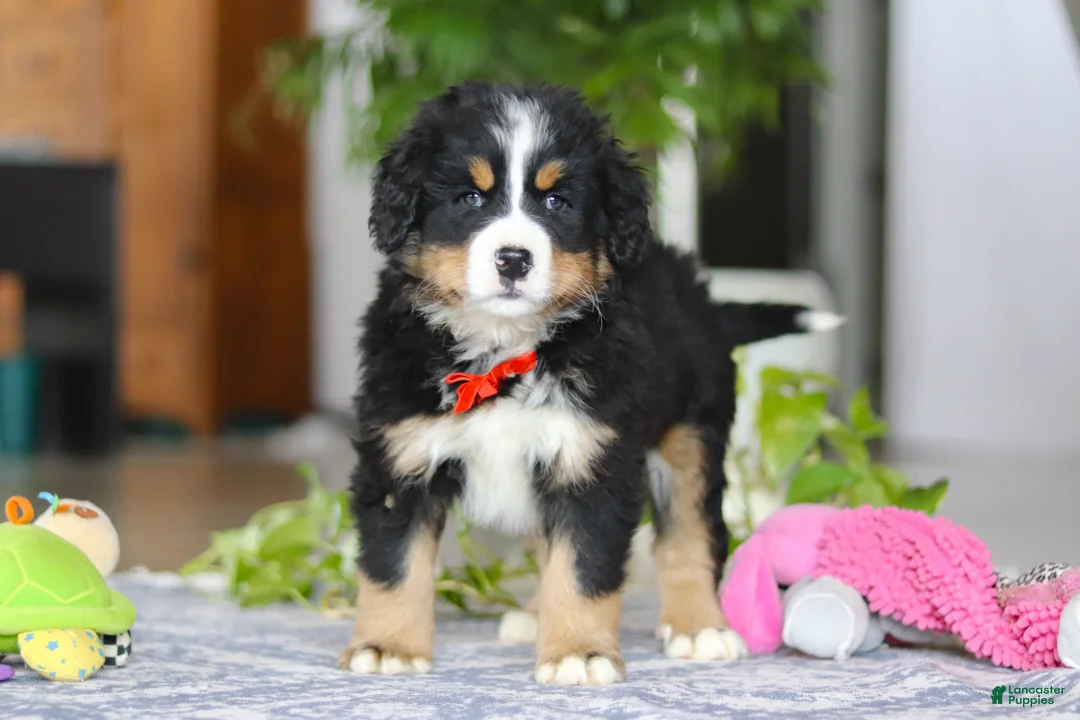 Bernese Mountain Dog dogs for sale: Koda - Ad 3