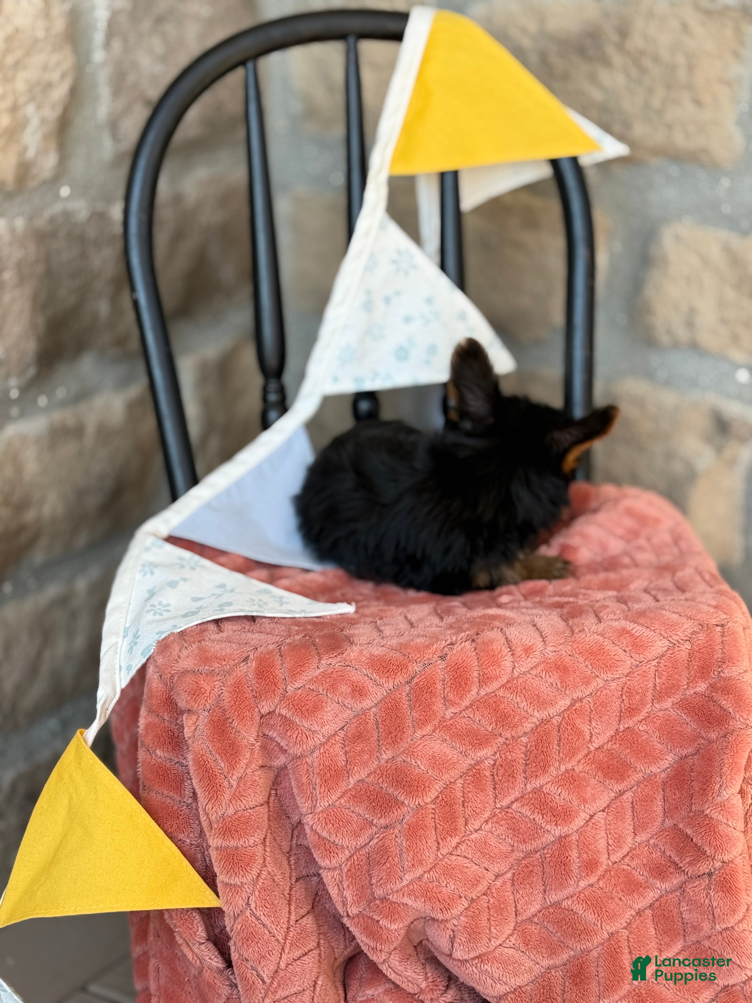 Yorkshire Terrier dogs Biscuit - Ad 2