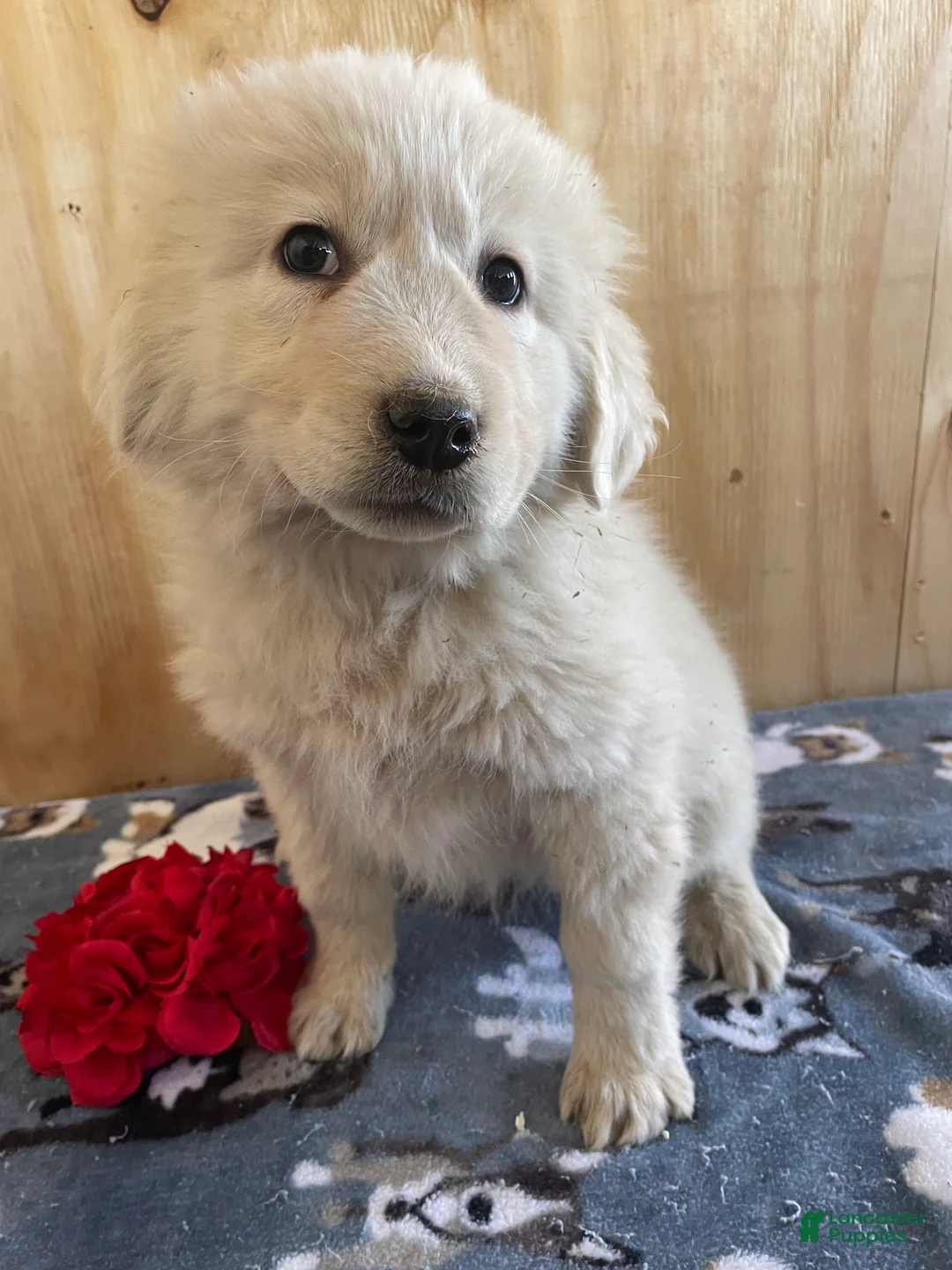 Great Pyrenees dogs for sale: Flora - Ad 4