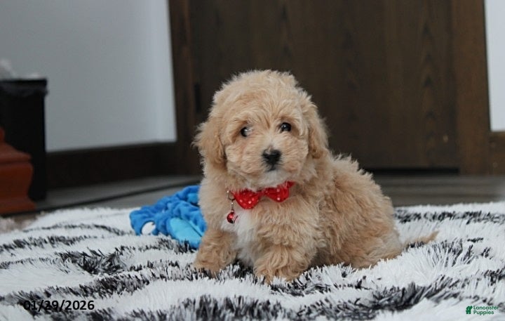 Bichpoo dogs Ranger - Ad 2