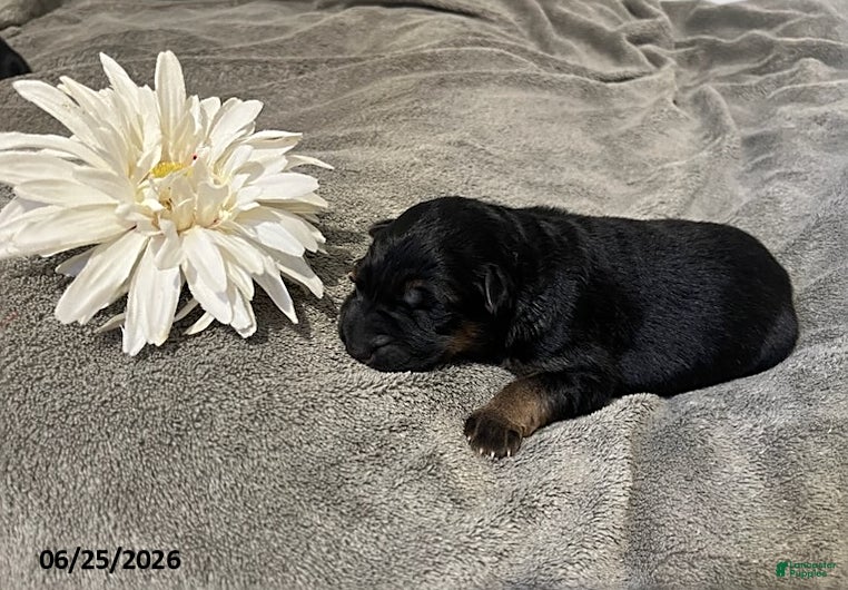 German Shepherd dogs Zorro - Ad 1