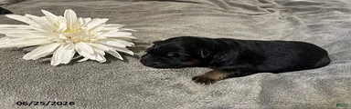Zorro