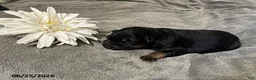German Shepherd dogs for sale: Zorro - Ad 1