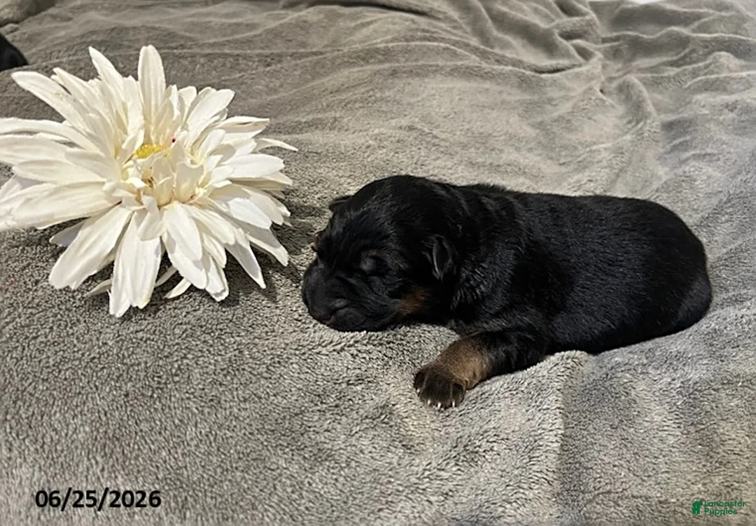 German Shepherd dogs for sale: Zorro - Ad 1
