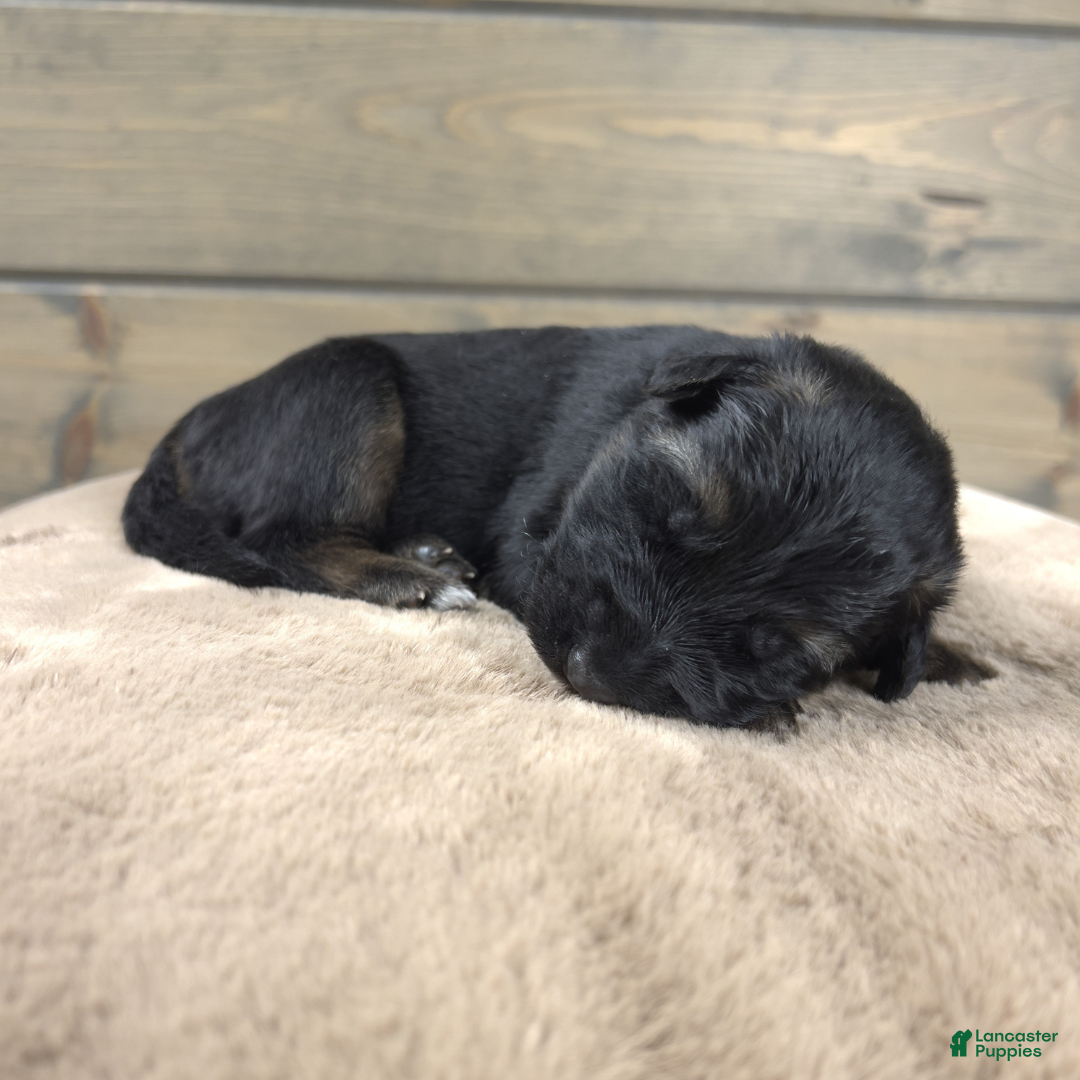 German Shepherd dogs Caleesi - Ad 18