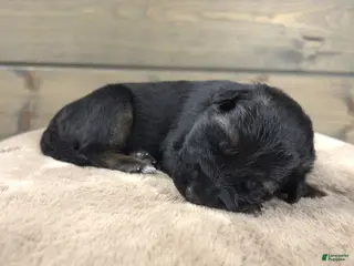 German Shepherd dogs Caleesi - Ad 18