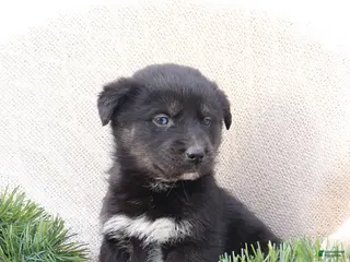 Goberian dogs Gus - Ad 4