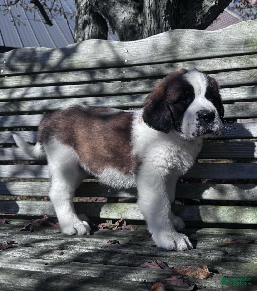 Saint Bernard dogs for sale: Georgia  - Ad 2