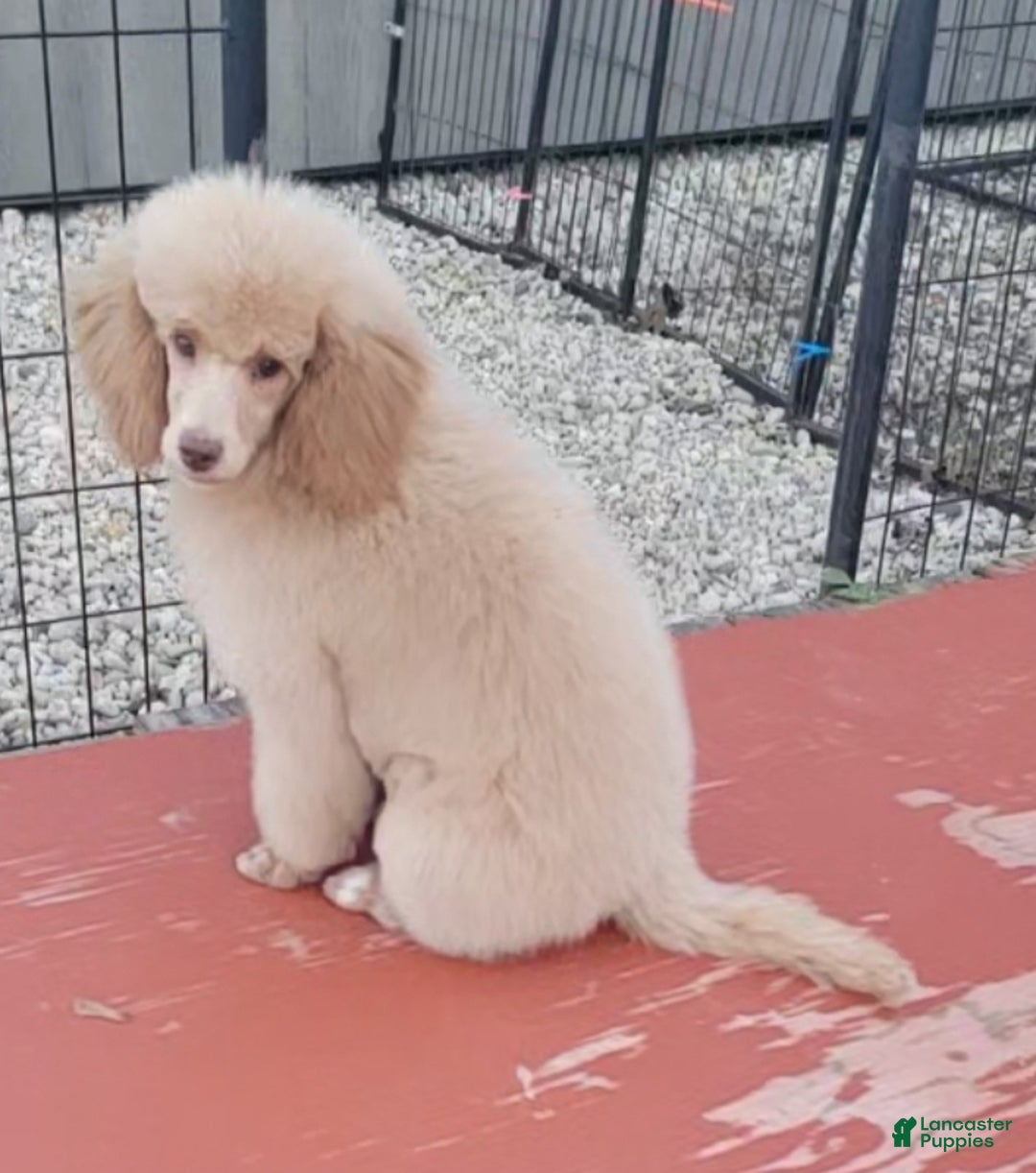 Miniature Poodle dogs for sale: Rusty moyen poodle  - Ad 2