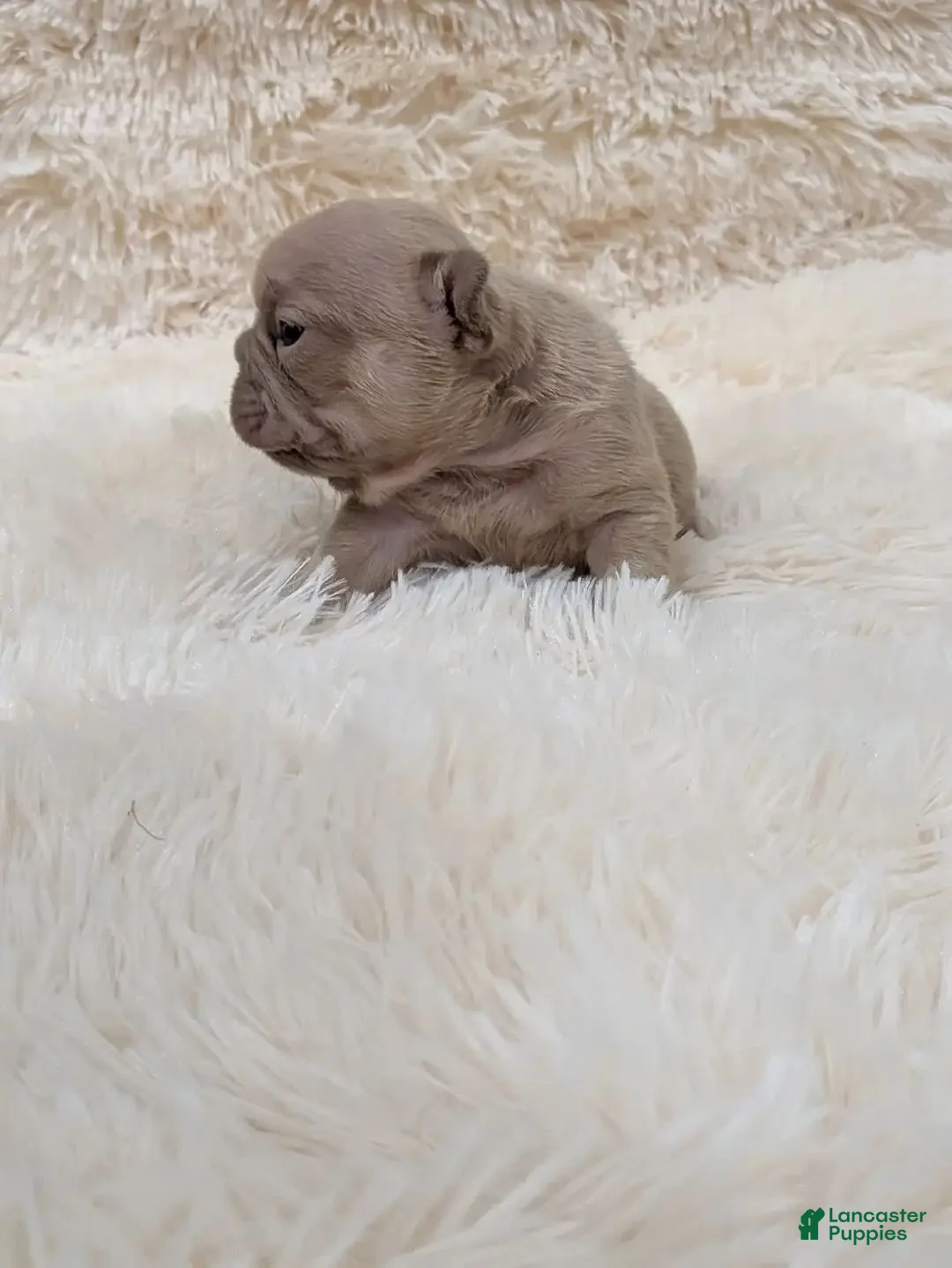 French Bulldog dogs for sale: French Bulldog 1 - Ad 10