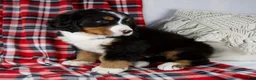 Bernese Mountain Dog dogs for sale: Jamin *Genetic Clear - Ad 3