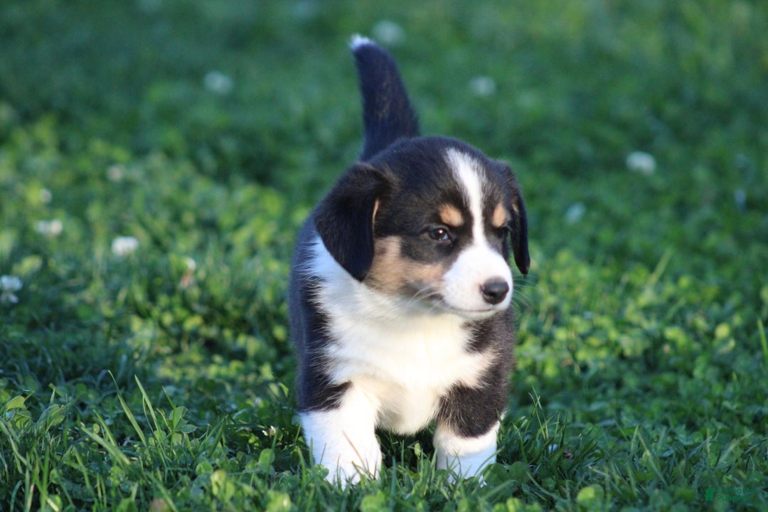 Mixed Breed dogs for sale: Arlo - Ad 2