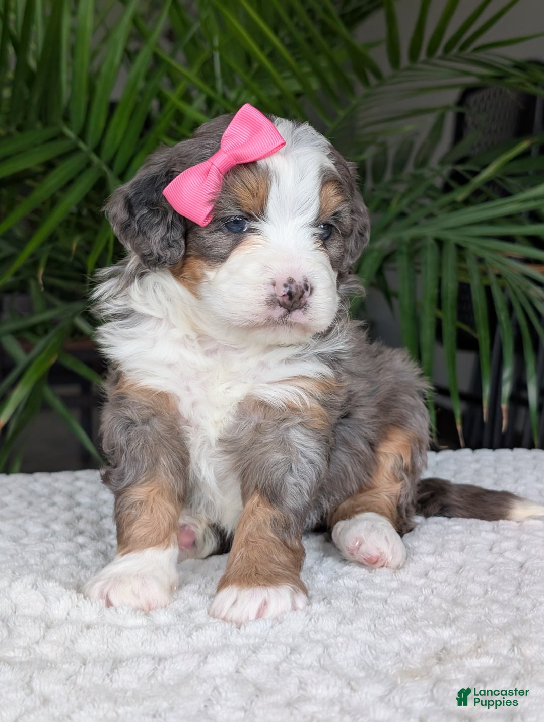 Mini Bernedoodle dogs for sale: Mini Emmie  - Ad 9