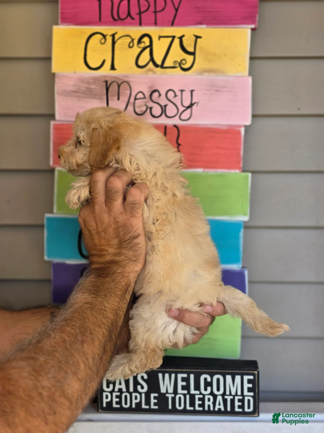 Maltipoo dogs for sale: Maggie  - Ad 2