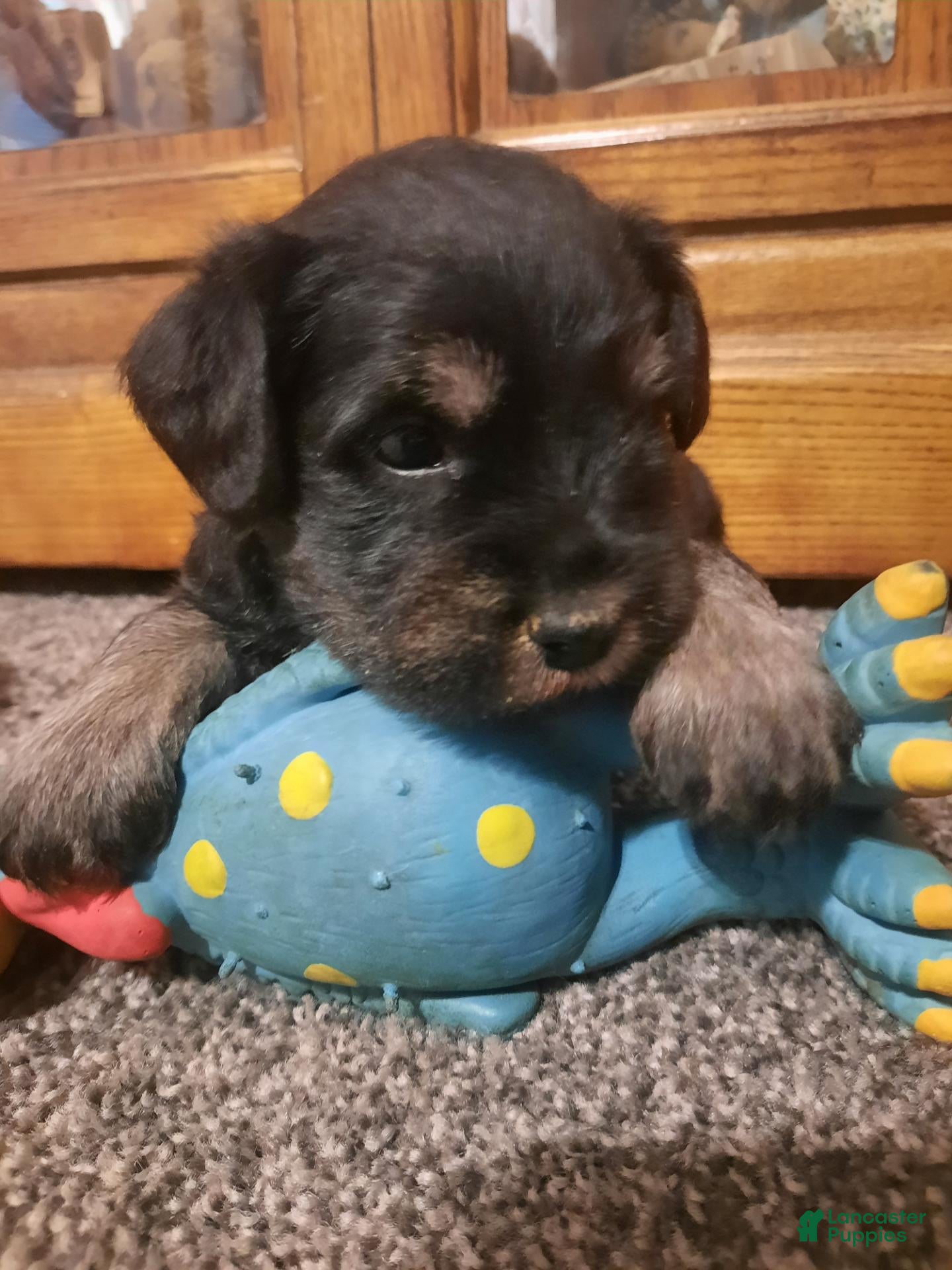 Miniature Schnauzer dogs AKC Peanut - Ad 2